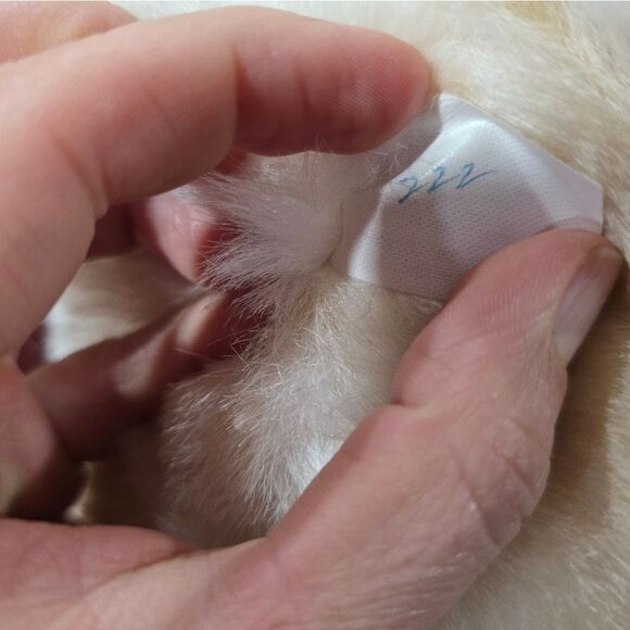 Dandee International - Picture 8 of 9